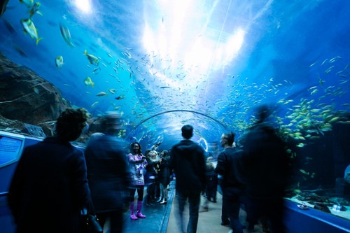 Georgia Aquarium interior